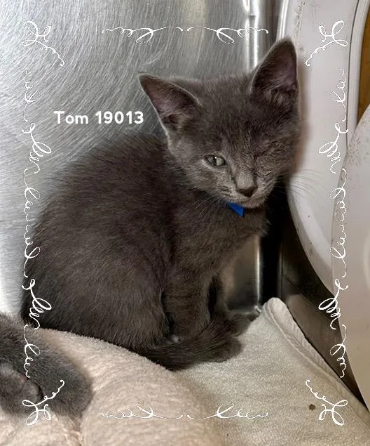 A baby medium-sized male Gray / Blue / Silver Domestic Short Hair cat named Tom for adoption in Marietta, GA