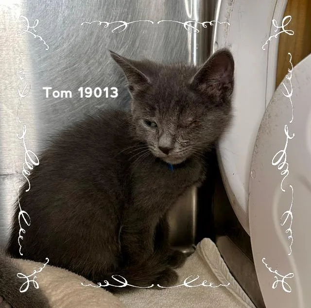 Tom thumbnail 3
