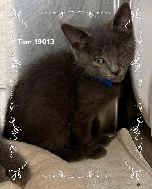 Tom thumbnail 4