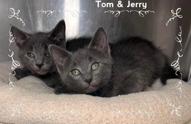 Tom thumbnail 5
