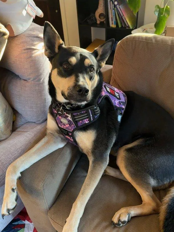An adult large-sized female Australian Kelpie dog named Mushu for adoption in Troutdale, OR