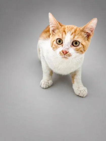 A baby small-sized male Domestic Short Hair cat named Berry for adoption in Bowling Green, KY