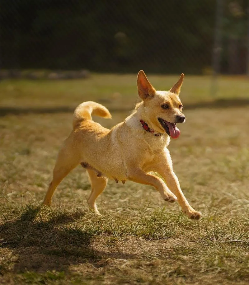 An adult medium-sized female Corgi dog named Bonnie for adoption in Cuyahoga Falls, OH