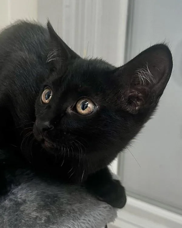 Purrincess