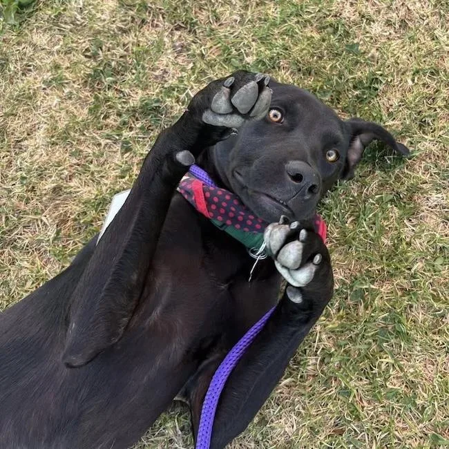 A young large-sized male Labrador Retriever dog named Jabari for adoption in San Diego, CA
