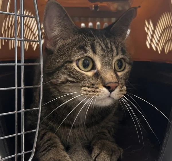 An adult medium-sized male Domestic Short Hair cat named Calvin for adoption in Des Moines, IA