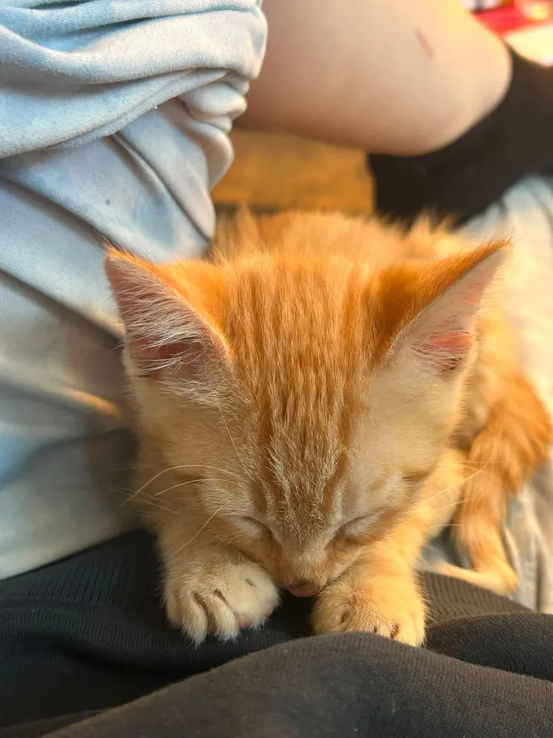 A baby small-sized male Domestic Short Hair cat named Crisp Bread for adoption in San Diego, CA