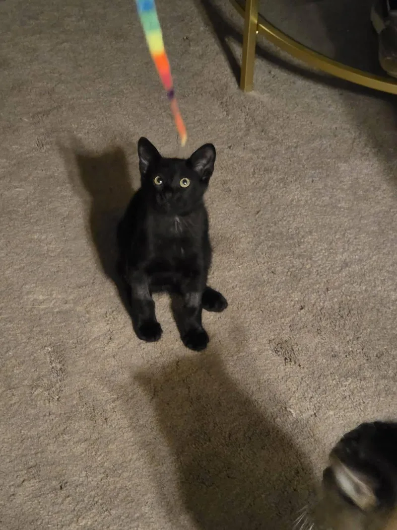 An adult small-sized male Black Domestic Short Hair cat named Orzo for adoption in Hillside, IL