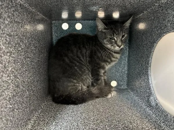 A young small-sized female Domestic Short Hair cat named Penelope for adoption in New York, NY