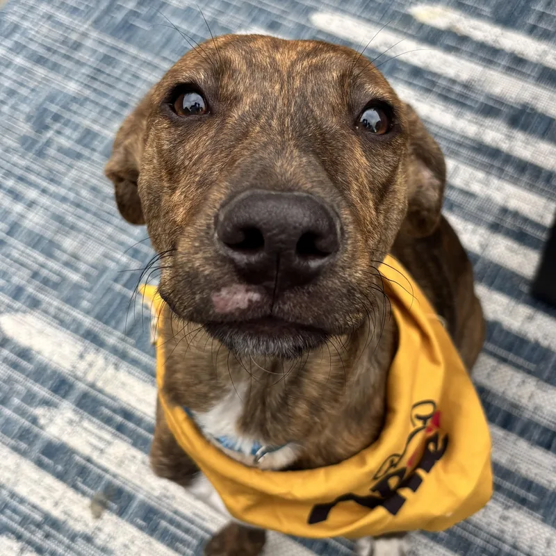 A baby medium-sized male Brindle Pit Bull Terrier dog named Waylon for adoption in Richmond, VA
