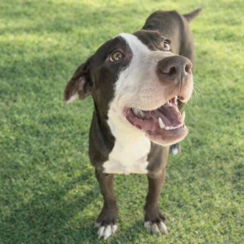 A young medium-sized male Brown / Chocolate Boxer dog named Ralphie for adoption in Phoenix, AZ