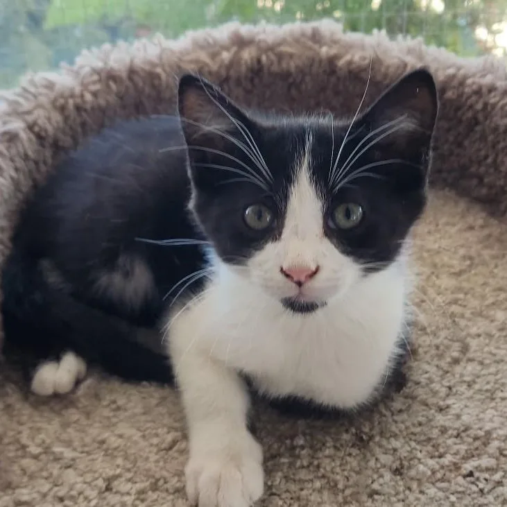 A baby medium-sized male Black & White / Tuxedo Domestic Short Hair cat named Preacher for adoption in Mazon, IL
