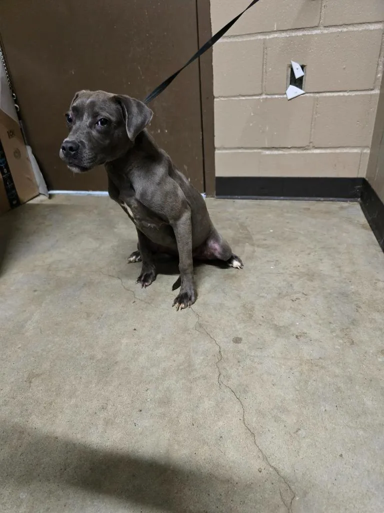 A baby medium-sized female Pit Bull Terrier dog named Dorothy for adoption in Huntsville, TX