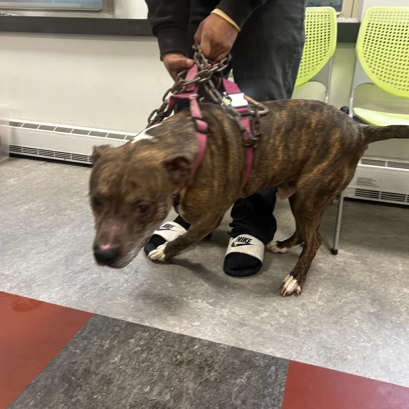A senior large-sized male Brown / Chocolate Pit Bull Terrier dog named Nate for adoption in Philadelphia, PA