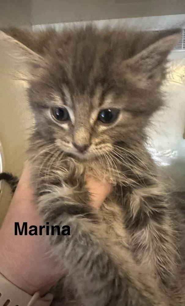 A baby small-sized female Gray / Blue / Silver Domestic Medium Hair cat named Marina for adoption in Mishawaka, IN