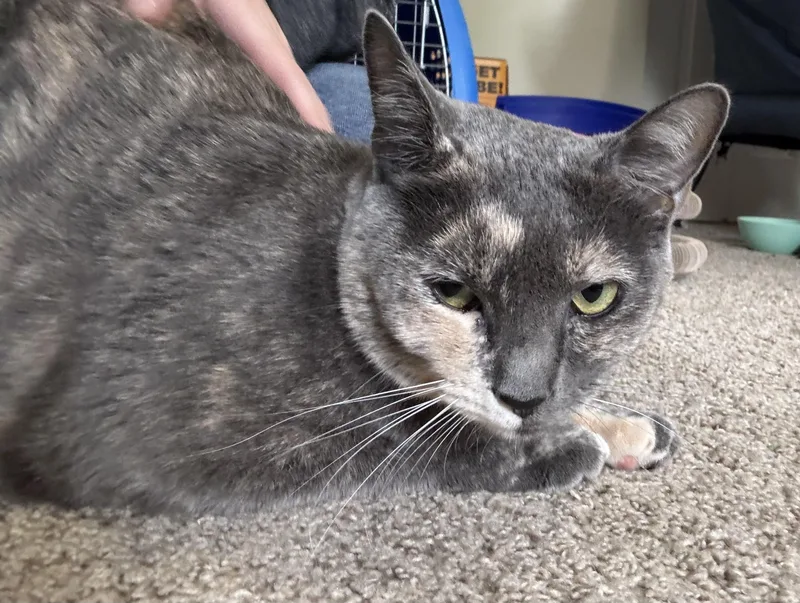 Kali Rose thumbnail 2