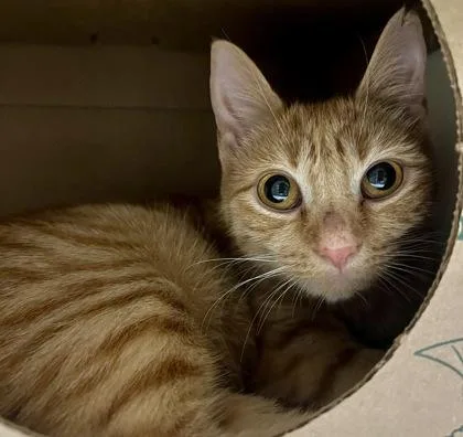 An adult small-sized female Domestic Short Hair cat named Kiki for adoption in West Chester, PA