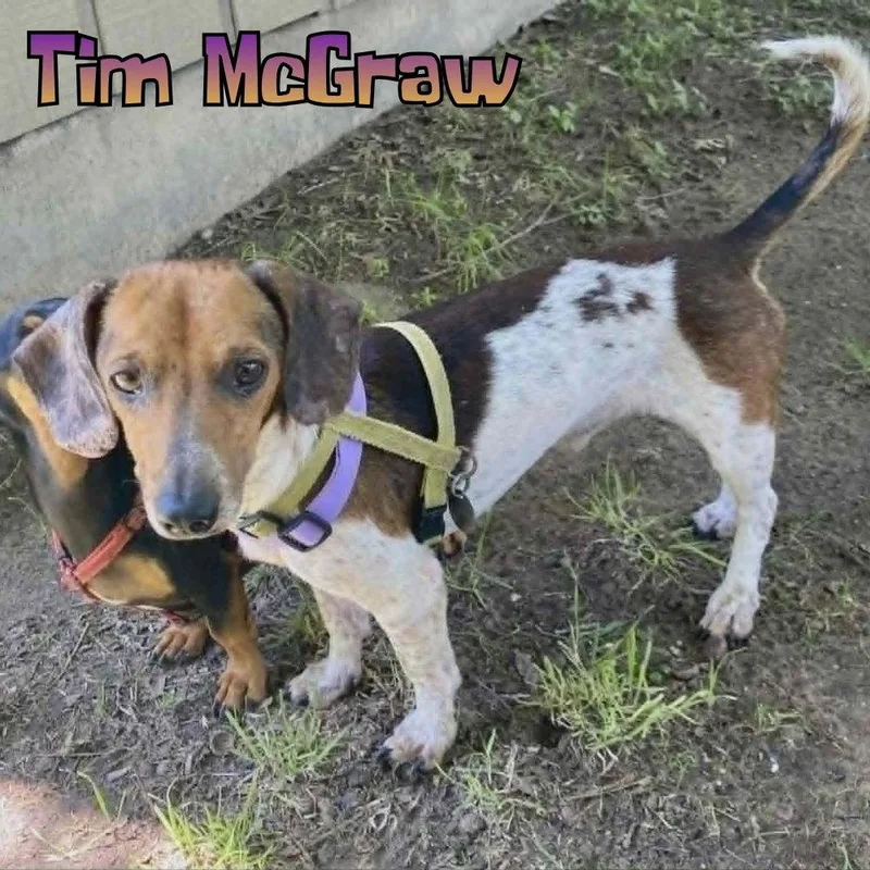An adult medium-sized male Dachshund dog named Tim McGraw for adoption in San Antonio, TX