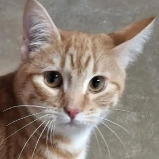A baby medium-sized female Orange / Red Domestic Short Hair cat named Petra for adoption in Warrensburg, MO