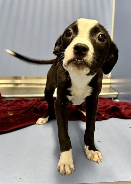 A baby medium-sized female American Staffordshire Terrier dog named Opal for adoption in Kalamazoo, MI