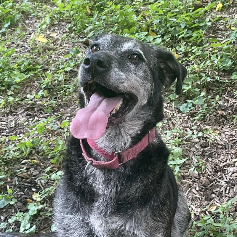 Raspberry thumbnail 2