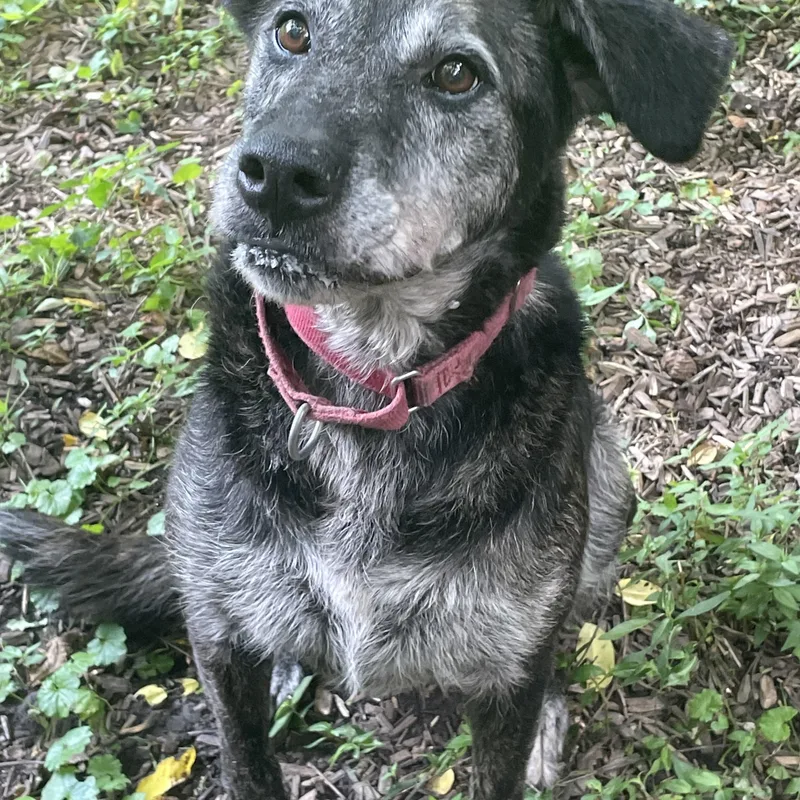 Raspberry thumbnail 4