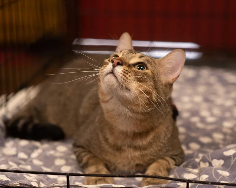 A young medium-sized male Domestic Short Hair cat named Bowie for adoption in Southaven, MS
