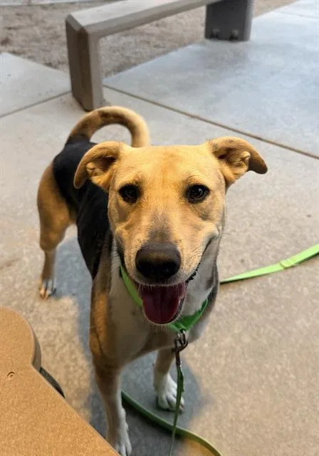 A young medium-sized female German Shepherd Dog dog named Precious for adoption in Tucson, AZ