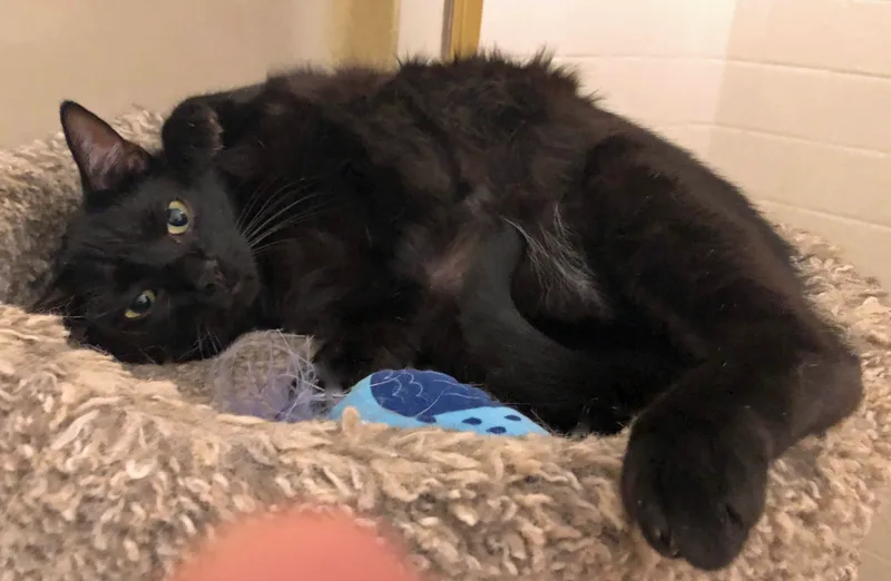 Nina & Raven  thumbnail 3