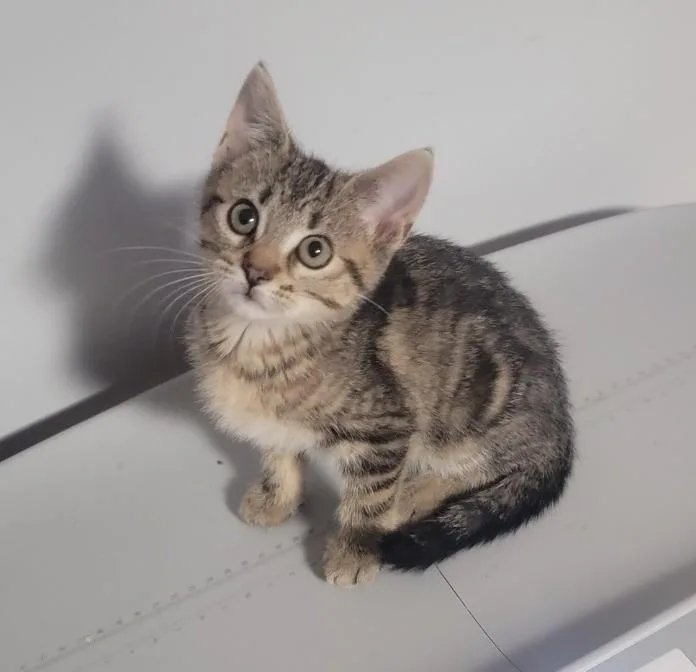 A baby small-sized male Brown / Chocolate Domestic Short Hair cat named Termite for adoption in Roselle, IL