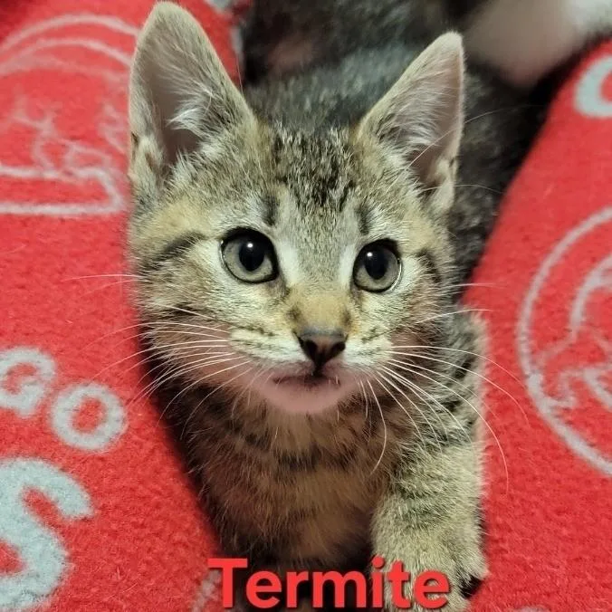 Termite thumbnail 3