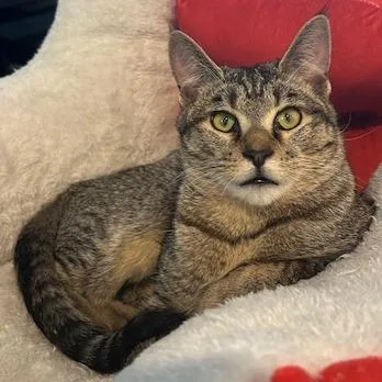 A young small-sized male Brown / Chocolate Domestic Short Hair cat named Boogie for adoption in Las Vegas, NV