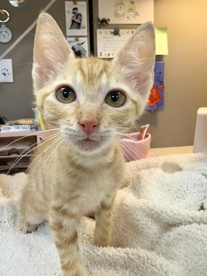 A baby small-sized male Domestic Short Hair cat named Teeny for adoption in Honolulu, HI