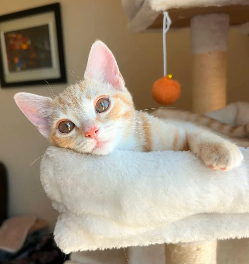 A baby small-sized female Cream Point Tabby cat named June for adoption in Staten Island, NY