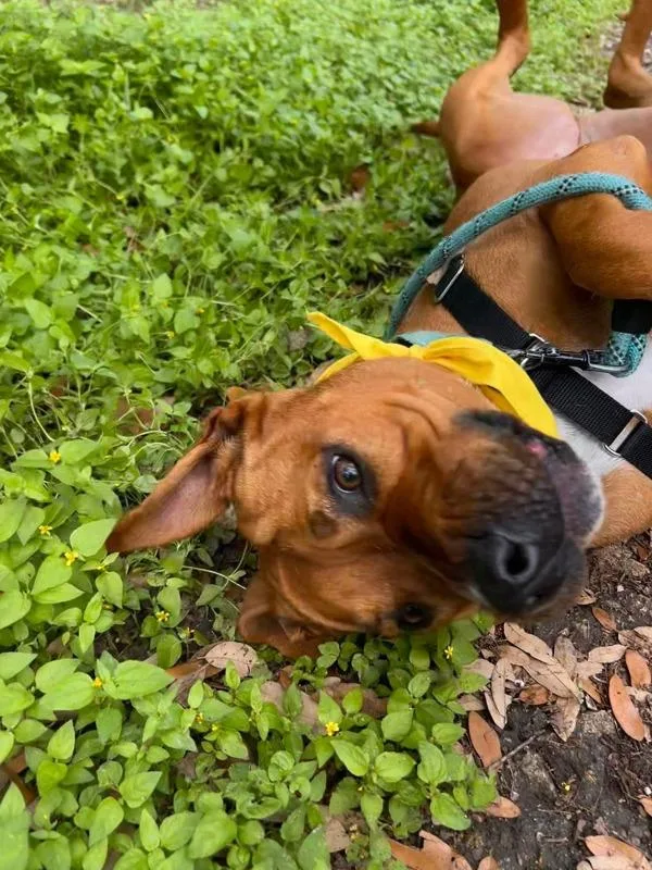 An adult large-sized female Pit Bull Terrier dog named Red for adoption in Austin, TX
