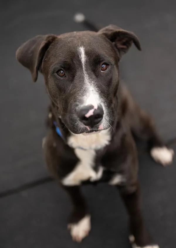 An adult large-sized male Labrador Retriever dog named Parker for adoption in Stratham, NH