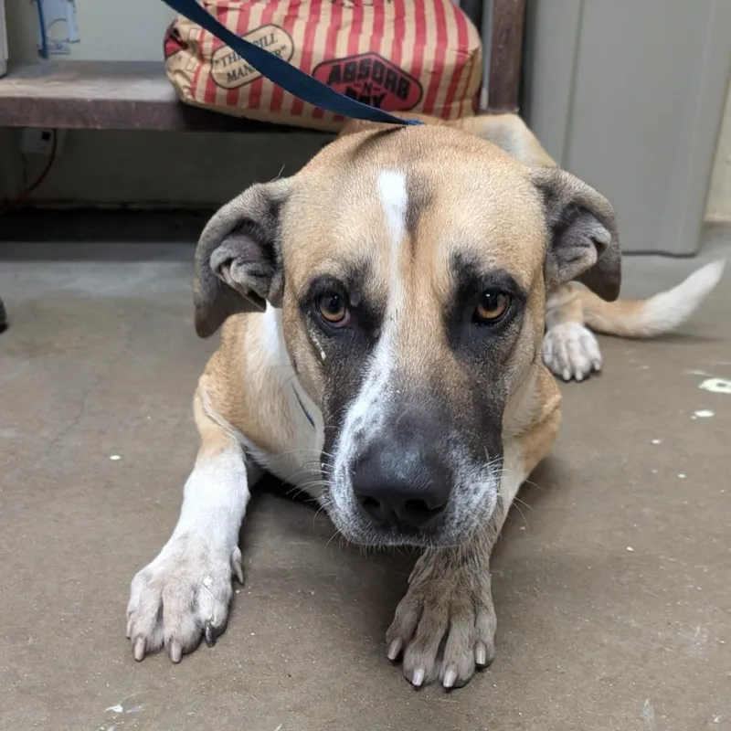 An adult large-sized male Shepherd dog named Benji for adoption in Bryan, TX