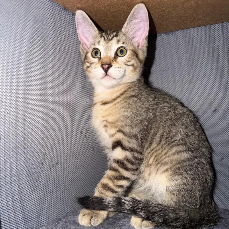 A baby small-sized male Brown / Chocolate Domestic Short Hair cat named Beethoven for adoption in Tempe, AZ