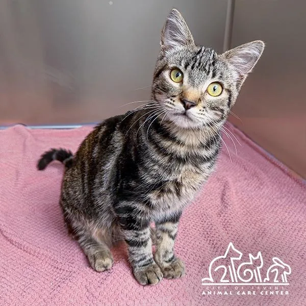 Tabby