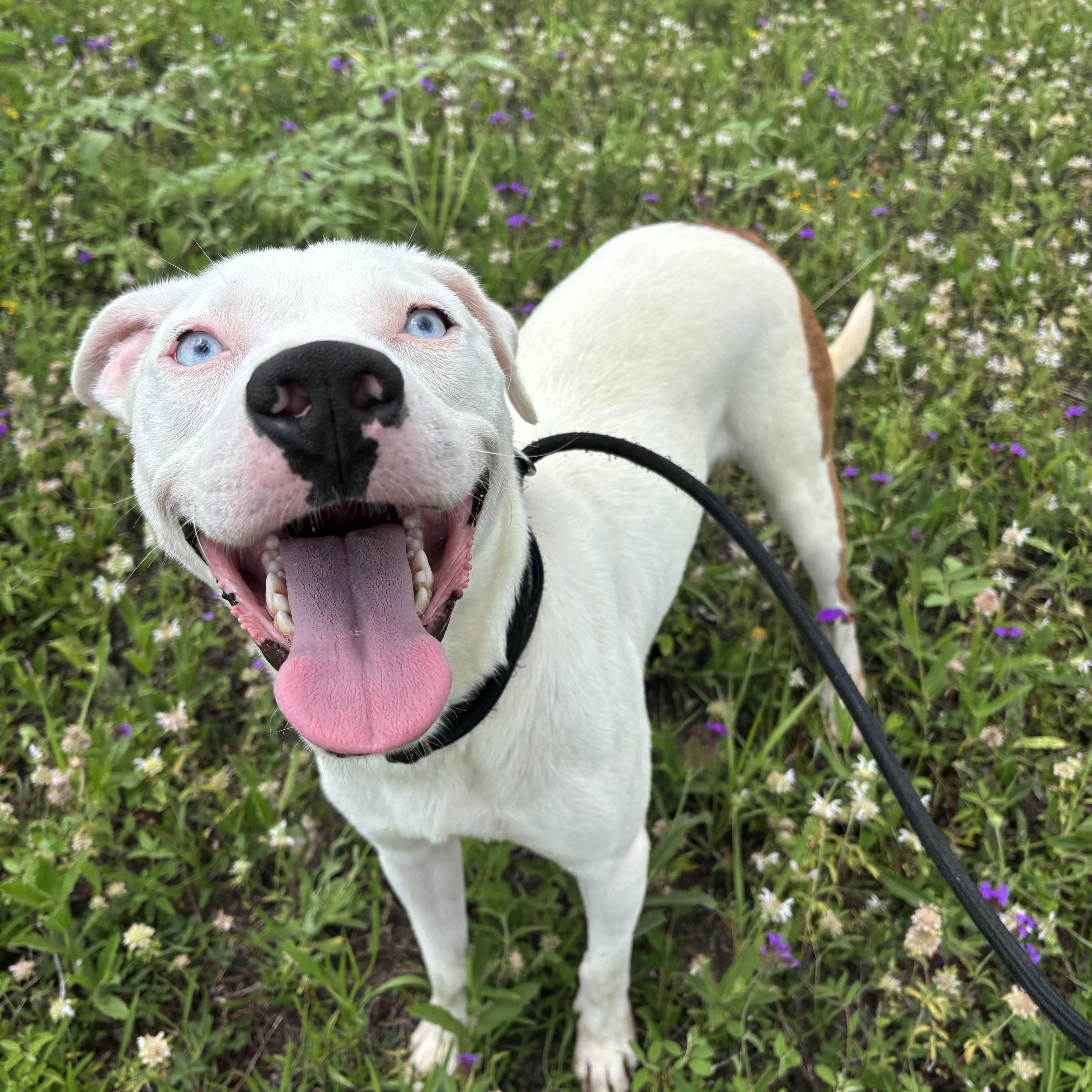 A young medium-sized male White / Cream Labrador Retriever dog named Lazarus for adoption in Pearland, TX