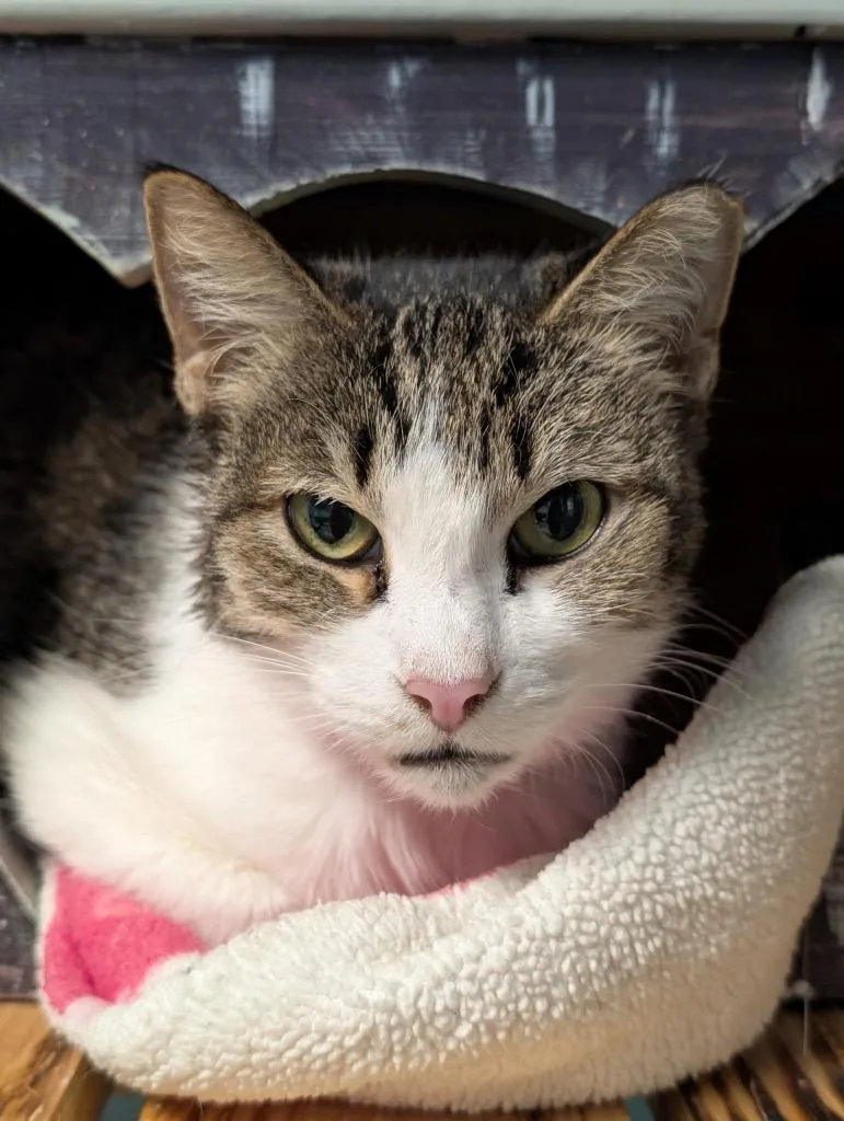 An adult medium-sized female Domestic Short Hair cat named Rikki for adoption in Defiance, OH