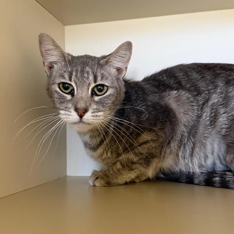 An adult small-sized female Domestic Short Hair cat named Apple Sauce for adoption in Cody, WY