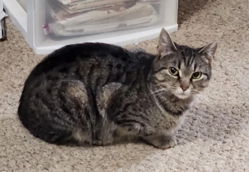 An adult medium-sized female Domestic Short Hair cat named Gabby for adoption in Murfreesboro, TN