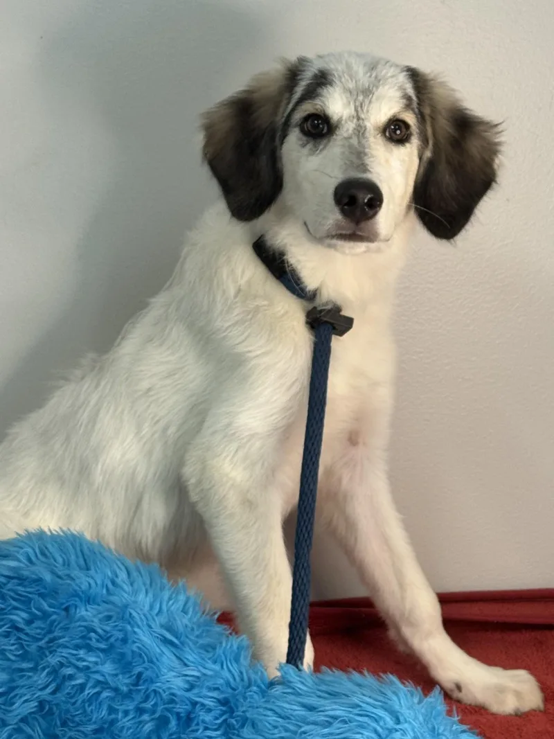A young medium-sized male Tricolor (Brown, Black, & White) Australian Shepherd dog named Tobias for adoption in Meherrin, VA