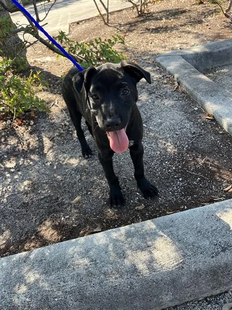 A baby small-sized female Labrador Retriever dog named Luna for adoption in Miami, FL