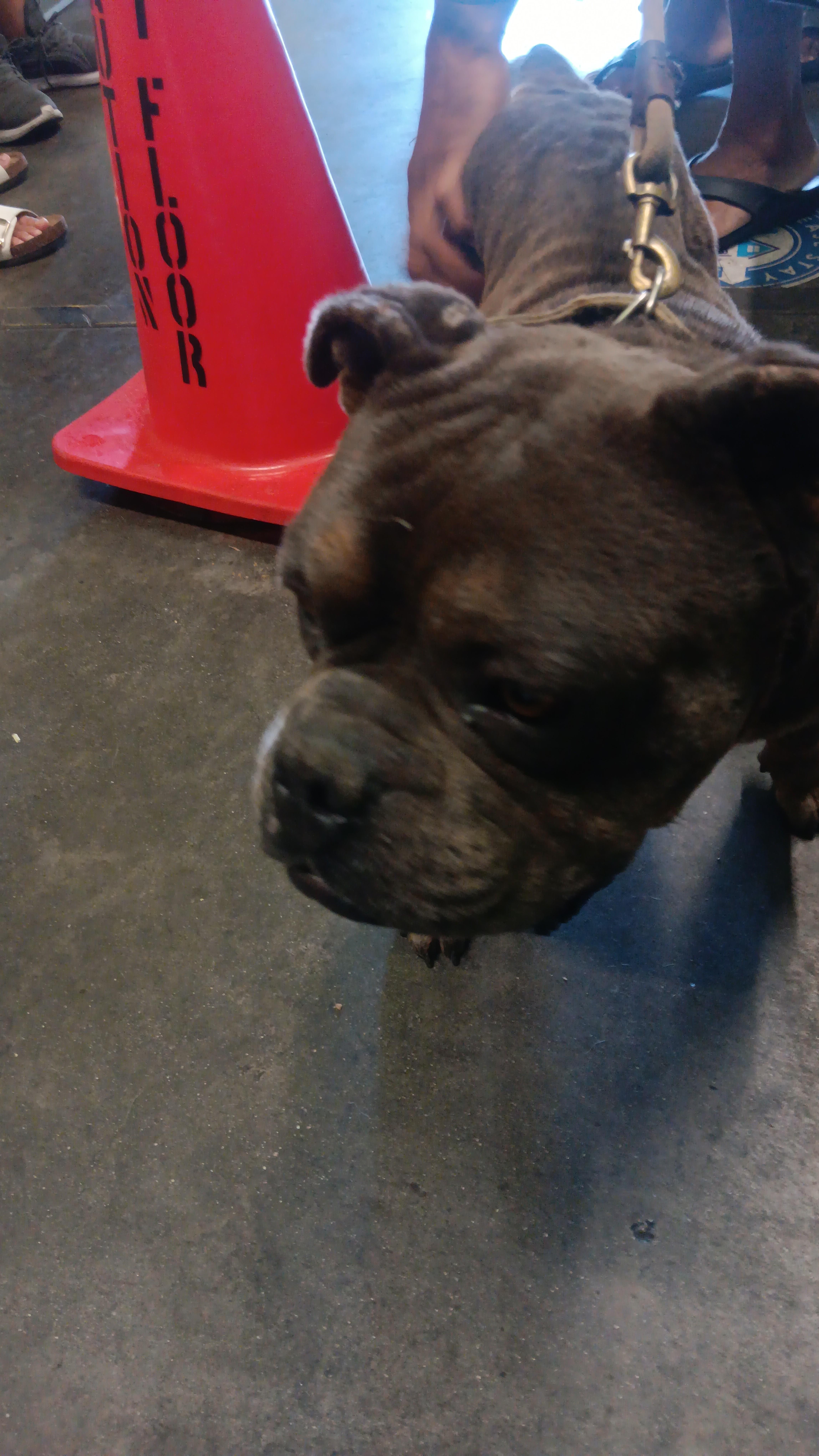 An adult medium-sized male American Bulldog dog named Theo for adoption in Los Angeles, CA