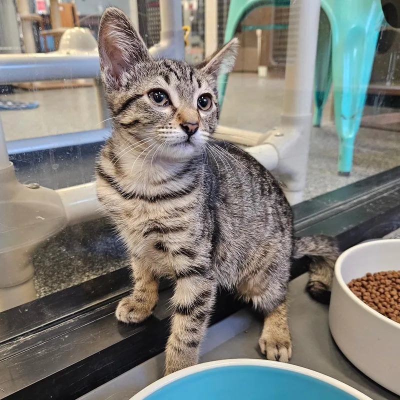 A baby small-sized female Gray / Blue / Silver Domestic Short Hair cat named Callay for adoption in Hinsdale, IL