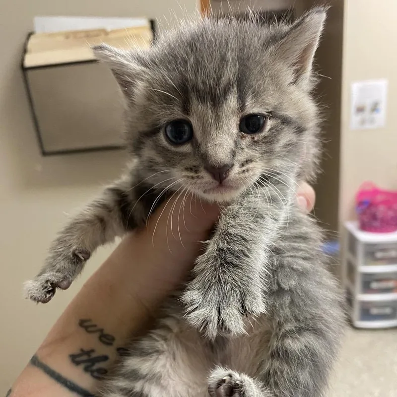 A baby small-sized male Gray / Blue / Silver Domestic Short Hair cat named Anakin for adoption in Norfolk, NE