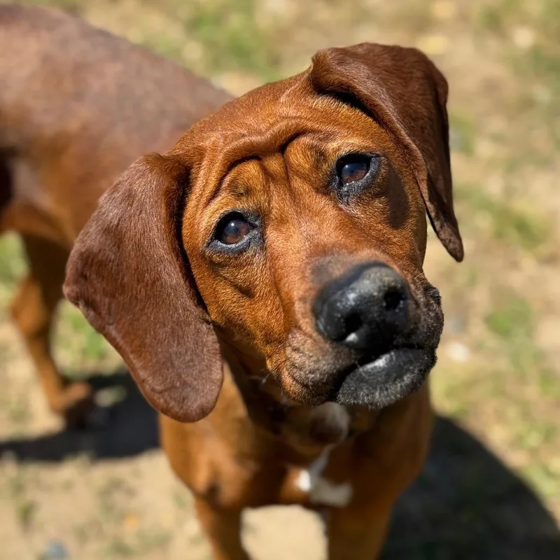 An adult large-sized female Brown / Chocolate Mixed Breed dog named Canela for adoption in Santa Barbara, CA