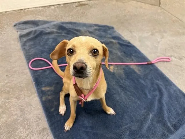 A young small-sized male Chihuahua dog named Brown Sugar for adoption in Phoenix, AZ